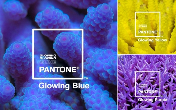 Màu Pantone